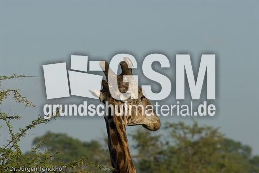 Giraffe (90 von 94).jpg